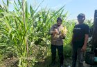 Polsek-Gedangan-Tinjau-Lahan-Jagung-untuk-Dukung-Ketahanan-Pangan-Polresta-Sidoarjo