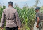 Polsek-Sukodono-Apresiasi-Ketahanan-Pangan:-500-Batang-Jagung-Tumbuh-di-Pekarangan-Warga-Pademonegoro