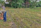 Dari-Menjaga-Kamtibmas-ke-Menjaga-Lumbung-Negeri:-Polisi-dan-Petani-Sukodono-Bersatu-Tanam-Jagung,-Perkuat-Swasembada-Pangan-dari-Desa