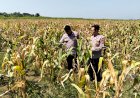 Panen-Jagung-di-Desa-Bulang,-Polisi-Dampingi-Petani-Sukseskan-Ketahanan-Pangan