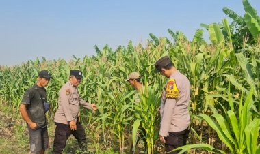 Bhabinkamtibmas-Polsek-Candi-Intensif-Dampingi-Petani,-Pastikan-Tanaman-Jagung-Tumbuh-Optimal