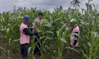 Wujudkan-Swasembada-Pangan,-Polsek-Sidoarjo-Kota-Dampingi-Petani-Jagung
