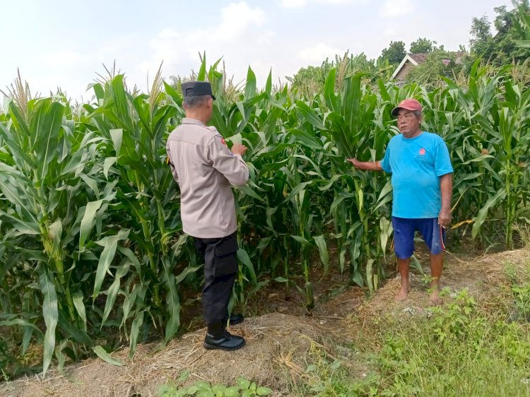 Polsek Tarik Pantau Pertumbuhan Jagung, Dukung Penguatan Ketahanan Pangan